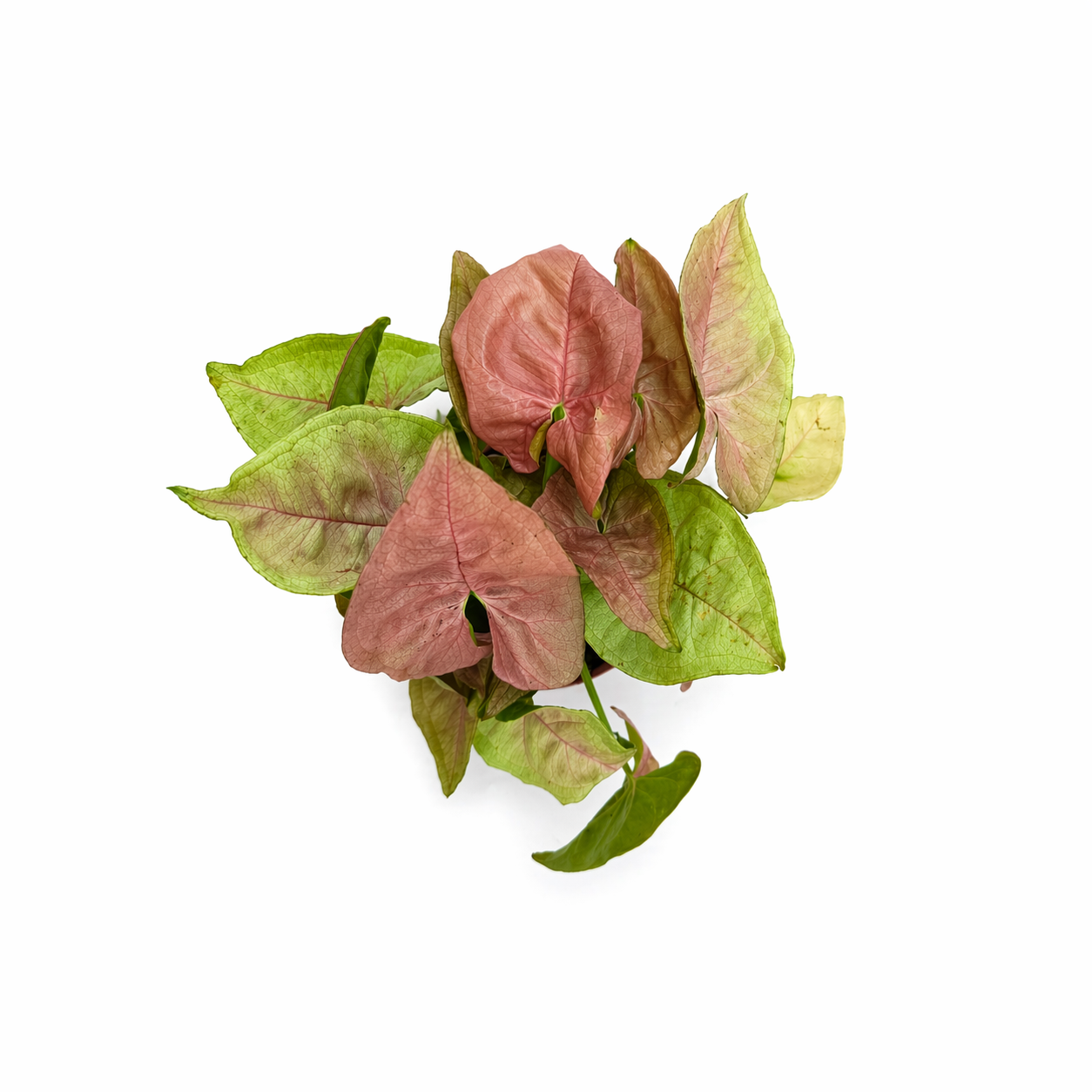 Singonio lava en maceta con hojas en tonos rosa toma aerea