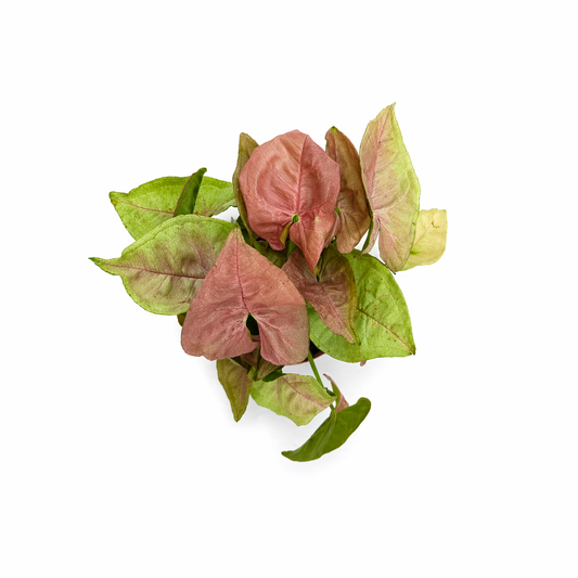 Singonio lava en maceta con hojas en tonos rosa toma aerea