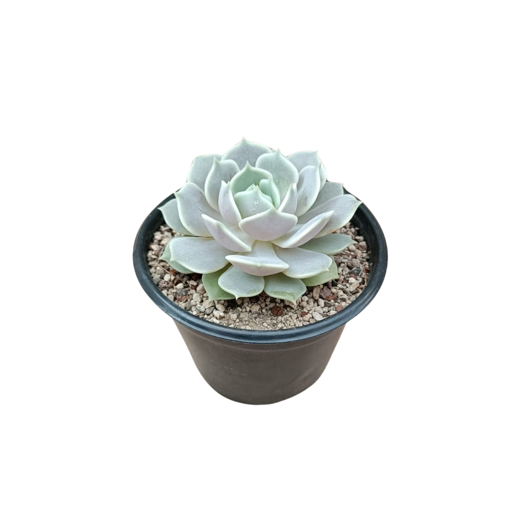 Echeveria Lola