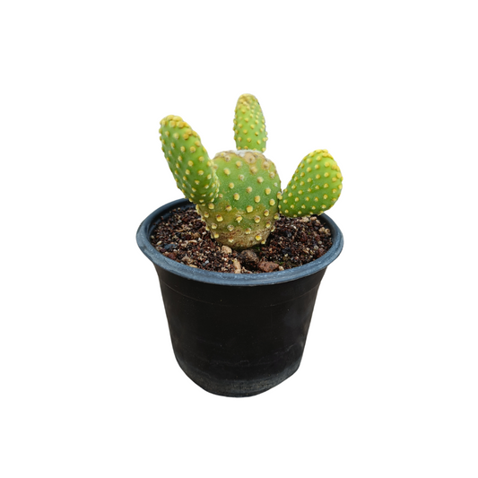 Opuntia Microdasys