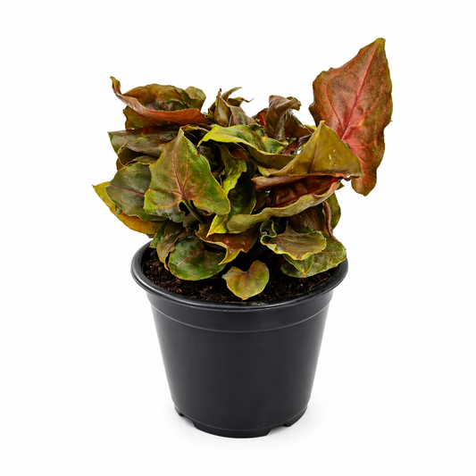 Syngonio merry en maceta con hojas color vino y verde intenso