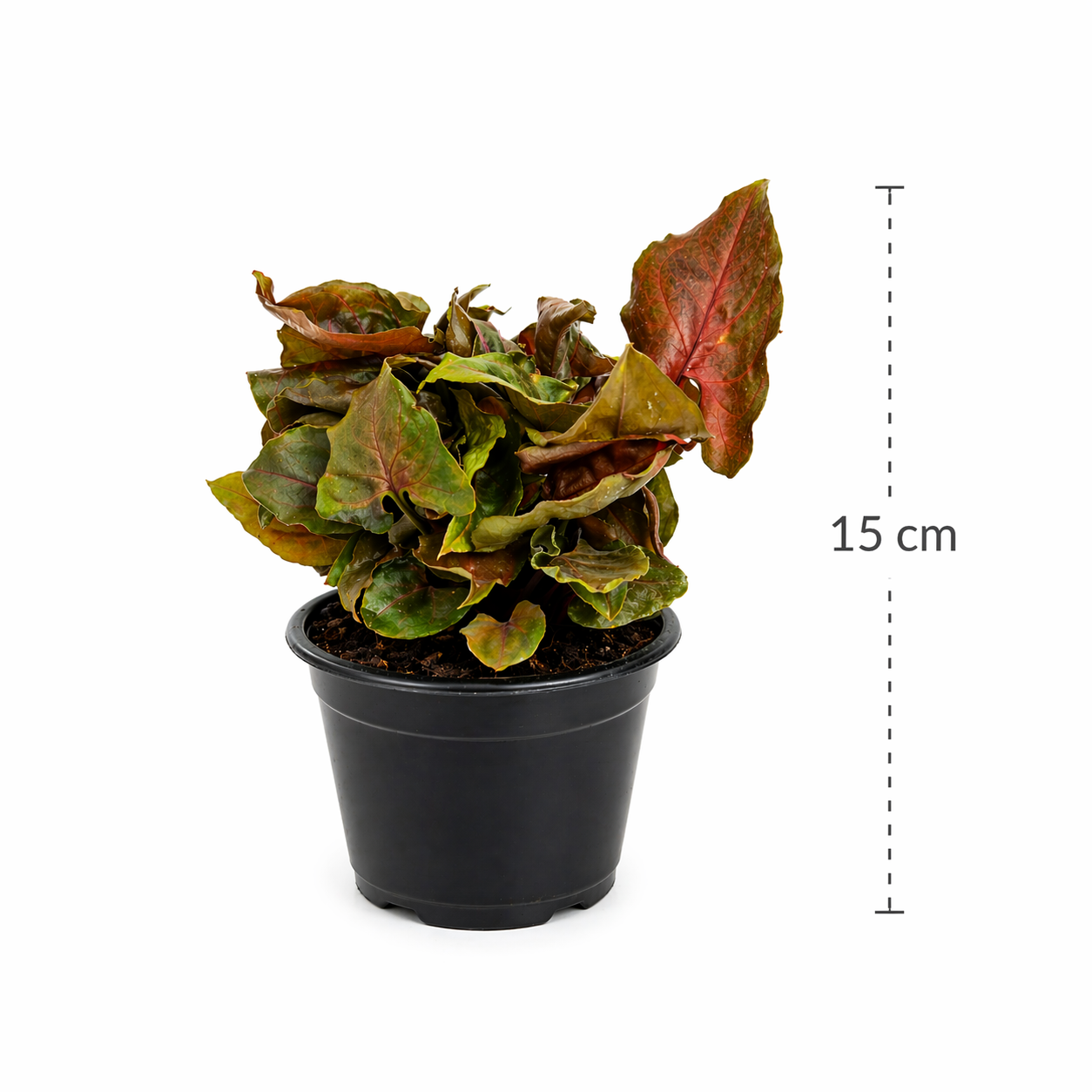 Syngonio merry en maceta con hojas color vino y verde intenso con medidas 