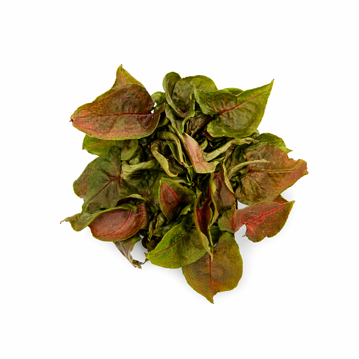 Syngonio merry en maceta con hojas color vino y verde intenso toma aerea