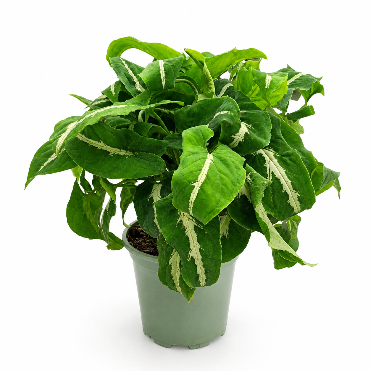 Syngonium Silver Goose