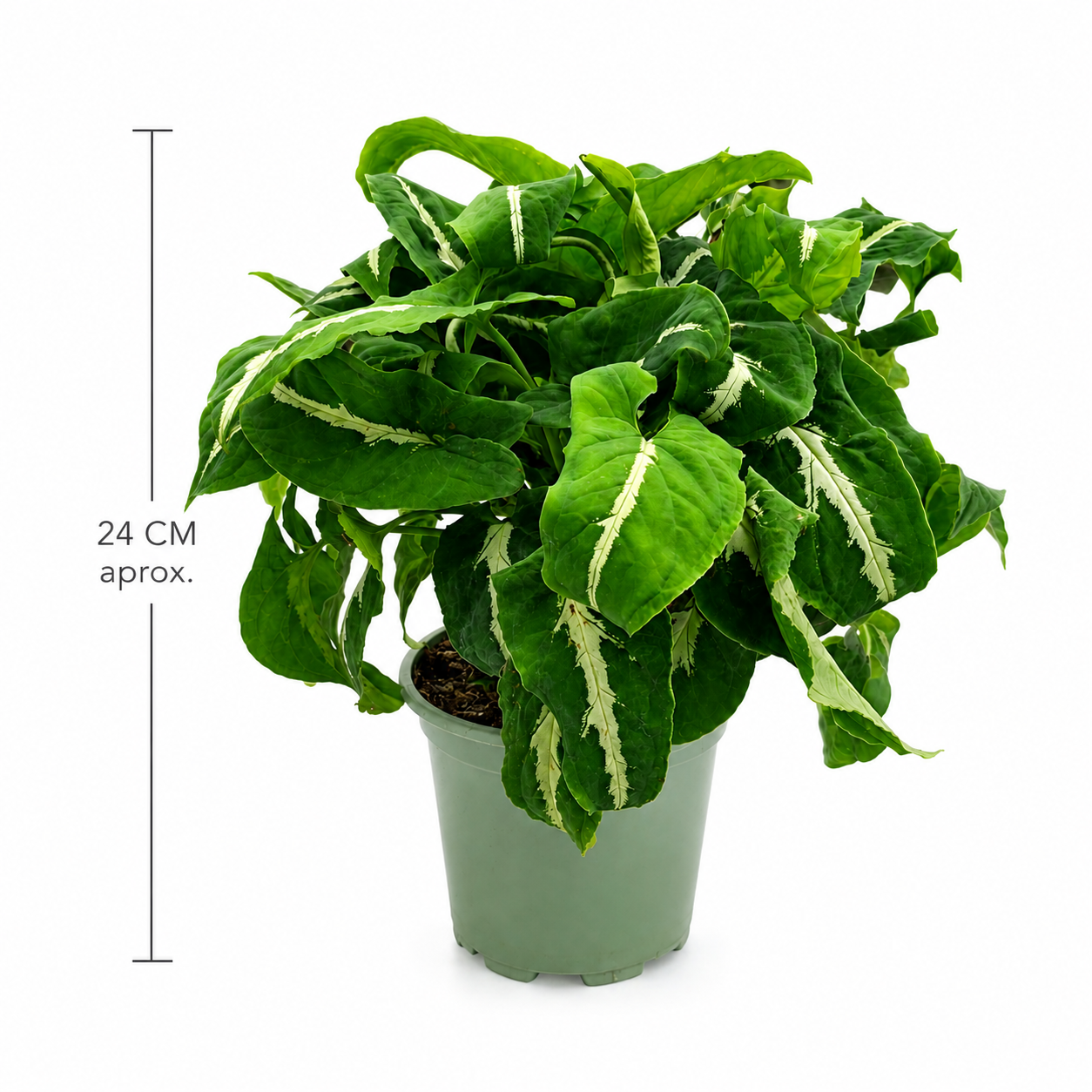 Syngonium Silver Goose con medidas