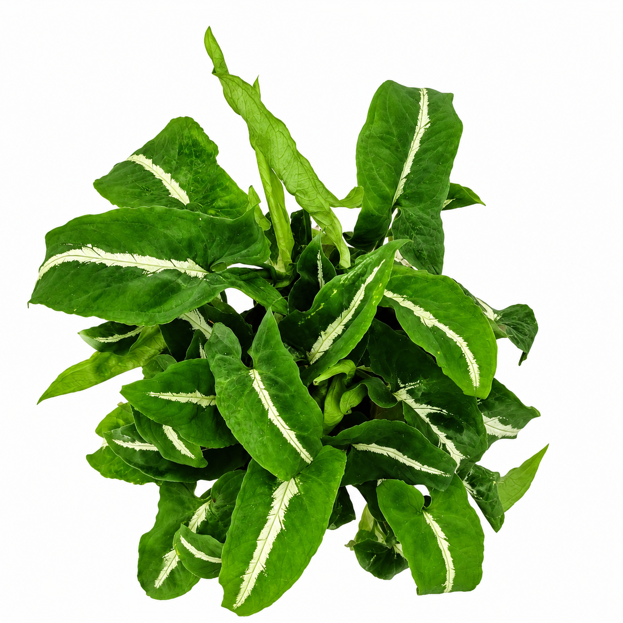 Syngonium Silver Goose vista aérea