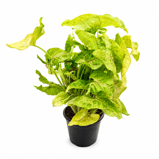 Syngonium golden 