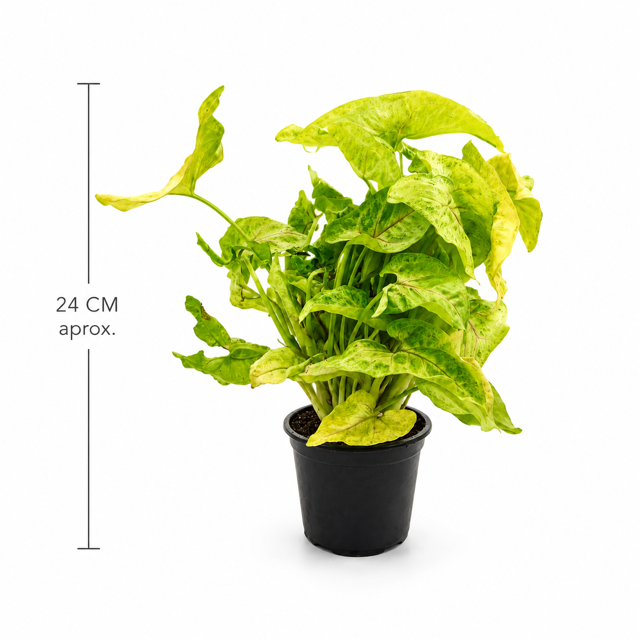 Syngonium golden con medida