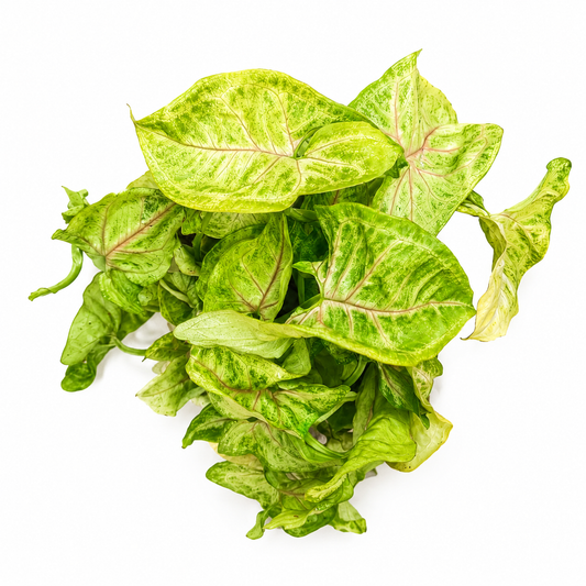 Syngonium golden vista aérea
