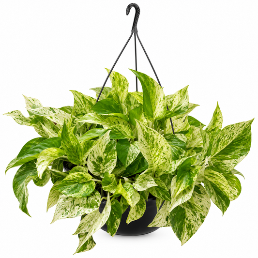 Teléfono marble queen en maceta de 9 pulgadas colgante
