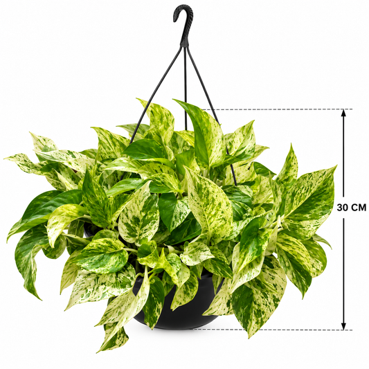 Teléfono marble queen en maceta de 9 pulgadas colgante con medidas