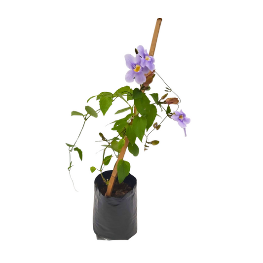 Thunbergia azul