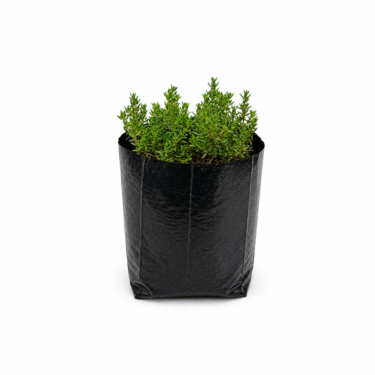 Planta de tomillo en maceta con hojas verdes pequeñas aromáticas