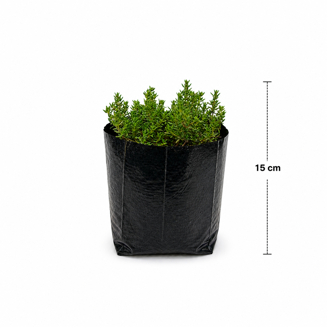 Planta de tomillo en maceta con hojas verdes pequeñas aromáticas con medidas.