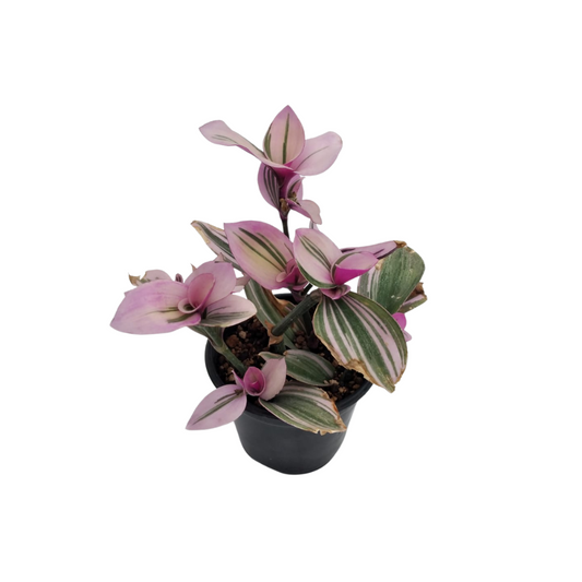 Tradescantia Nanouk