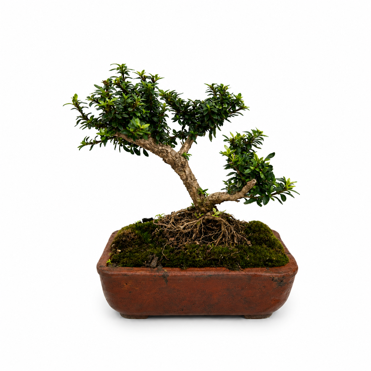 Trueno bonsai 