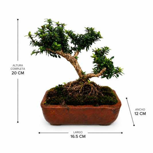 Trueno bonsai con medidas 
