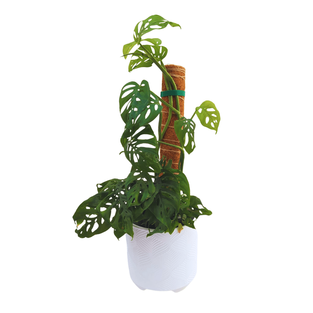 Tutor apilable de fibra de coco de 40 cm para plantas trepadoras con planta de muestra