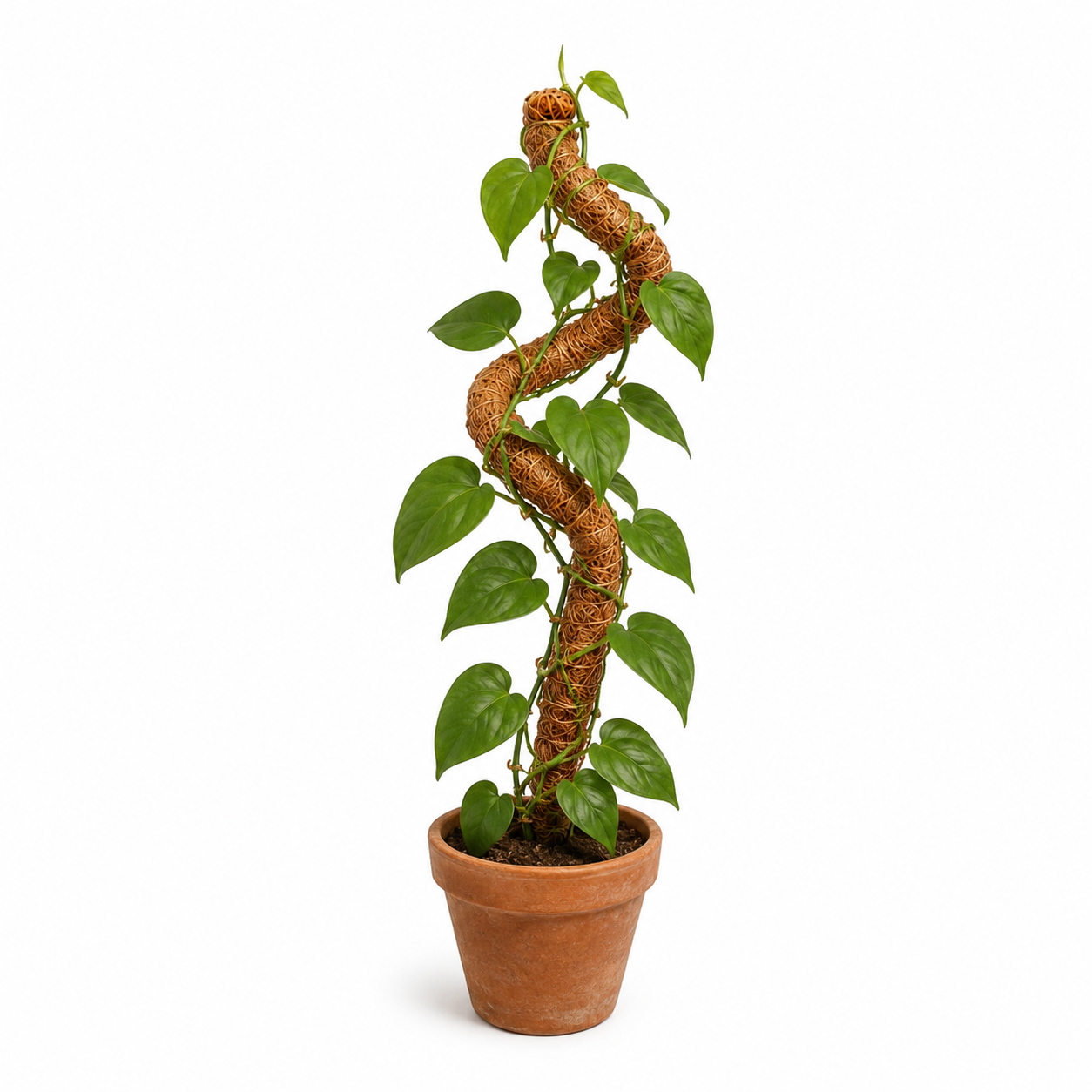 Tutor flexible de fibra de coco de 60 cm para plantas trepadoras muestra con planta