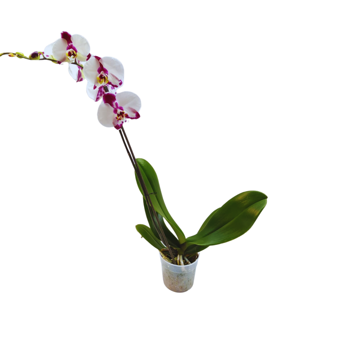 Orquídea una vara