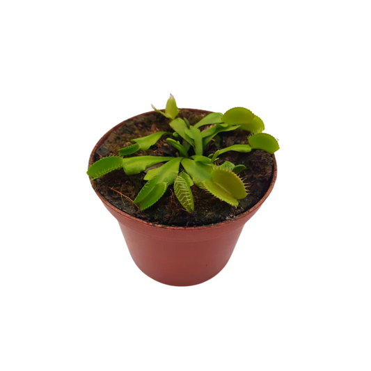 Venus atrapamoscas