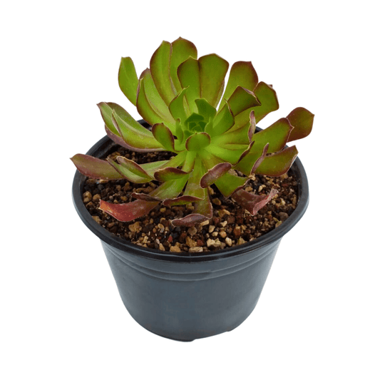 Aeonium Arboreum - Vivo Interior