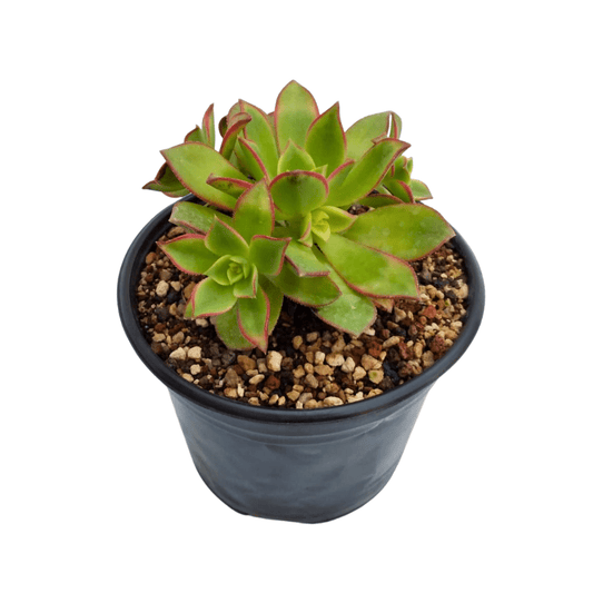 Aeonium Haworthi Kiwi - Vivo Interior