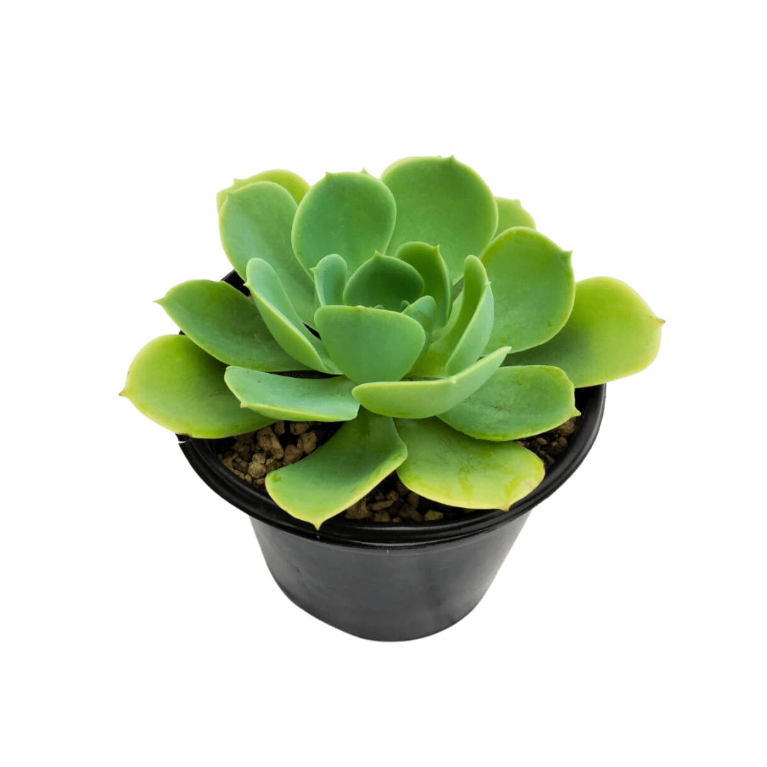 Aeonium Pseudotabuliforme - Vivo Interior