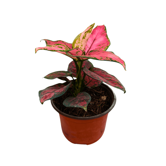 Aglonema Pink - Vivo Interior