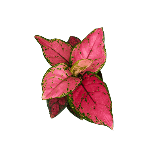 Aglonema Pink - Vivo Interior