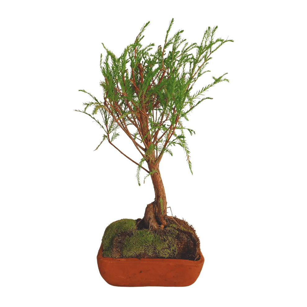 Ahuehuete bonsái natural | Vivo Interior México