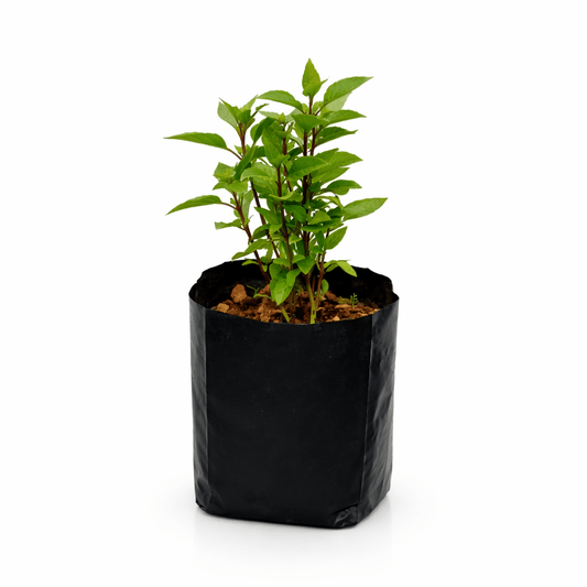 Planta de albahaca natural en maceta Vivo Interior