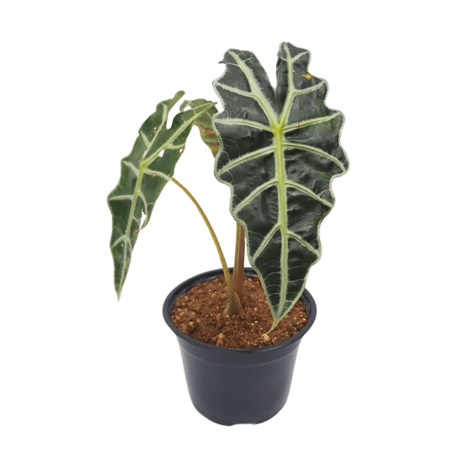 Alocasia Amazónica - Vivo Interior