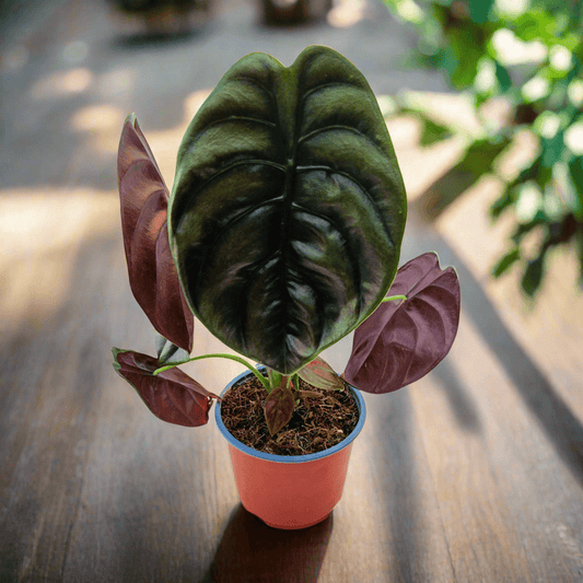 Alocasia Cuprea - Vivo Interior