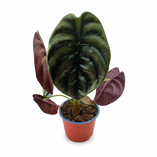 Alocasia Cuprea - Vivo Interior