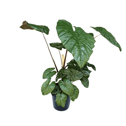Alocasia Yucatán Princess - Vivo Interior