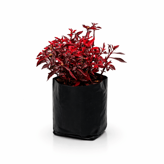 Alternanthera roja planta ornamental de hojas rojas en maceta