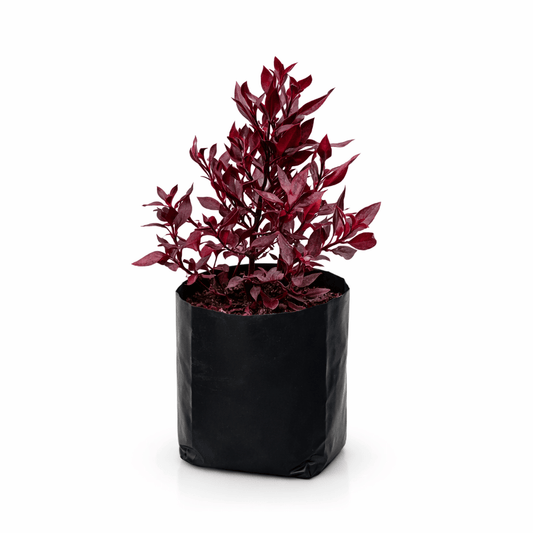 Alternanthera ruby planta de hojas rojo intenso en maceta