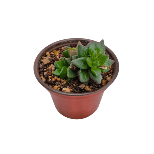 Anacampseros - Vivo Interior