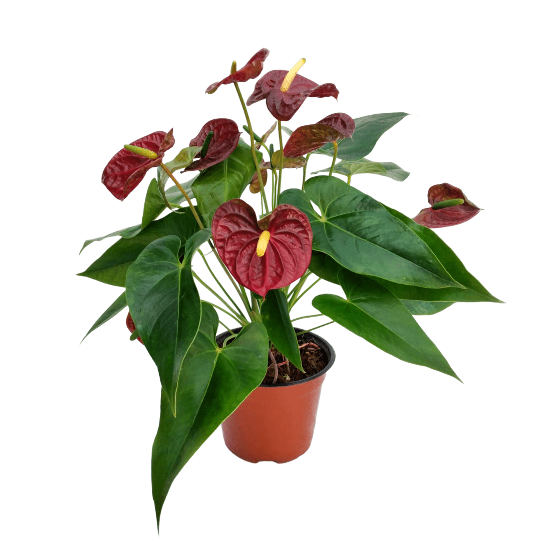 Anturio - Vivo Interior