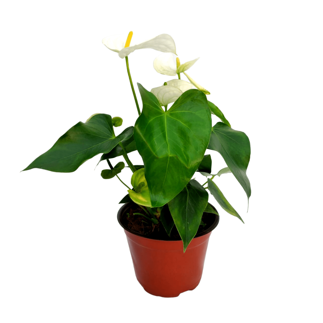 Anturio - Vivo Interior