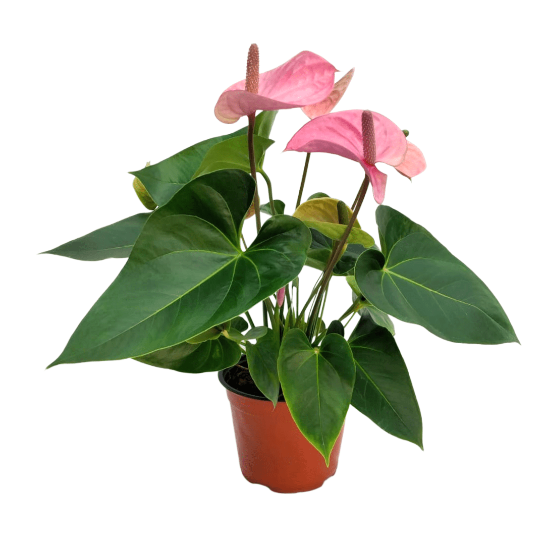 Anturio - Vivo Interior