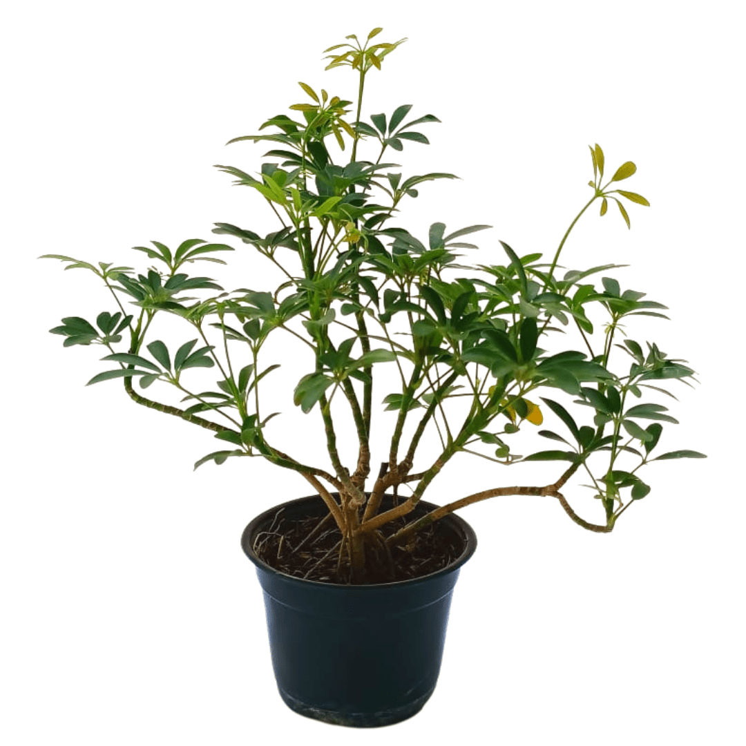 Aralia arborícola verde - Vivo Interior