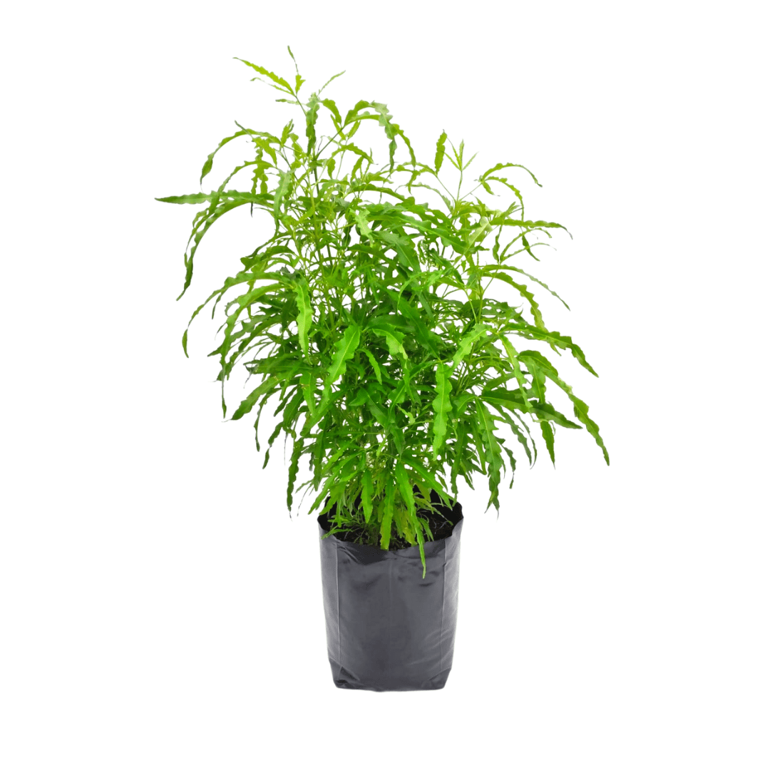 Aralia elegantísima verde - Vivo Interior