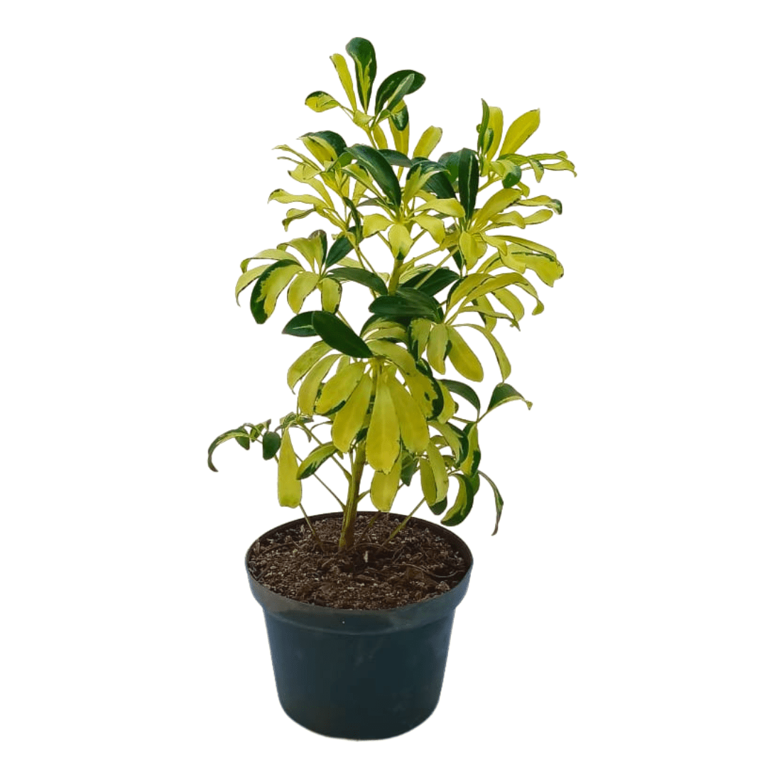 Aralia golden - Vivo Interior