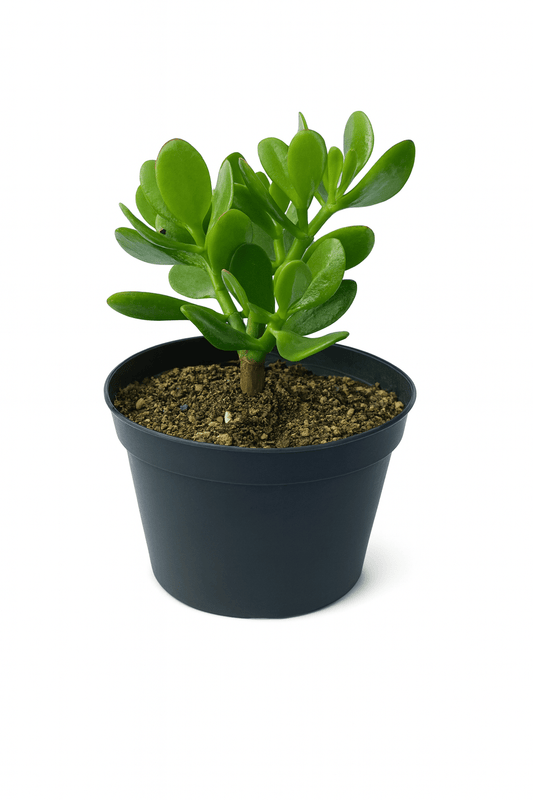 Árbol de Jade - Vivo Interior