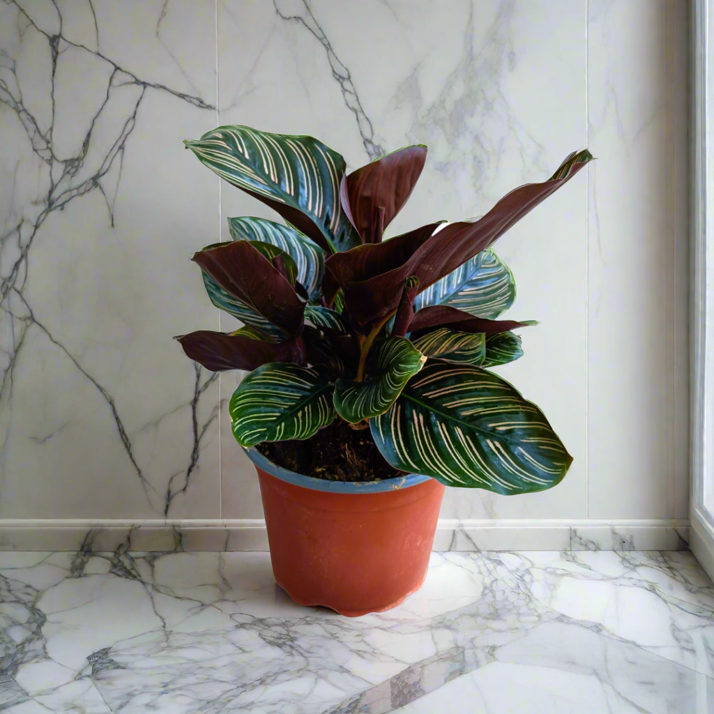 Calathea Ornata