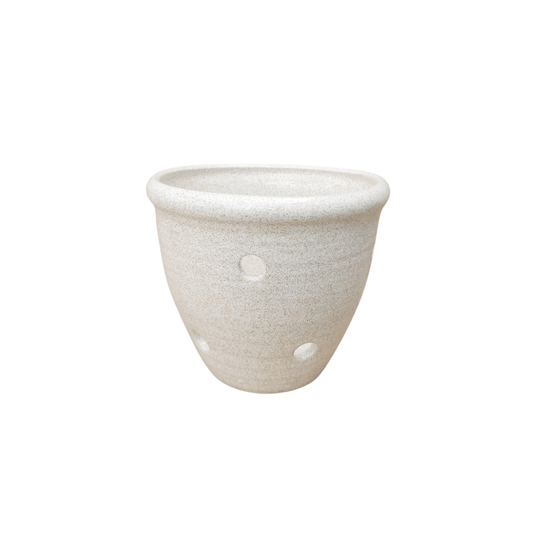 Balita orquídea - Vivo Interior