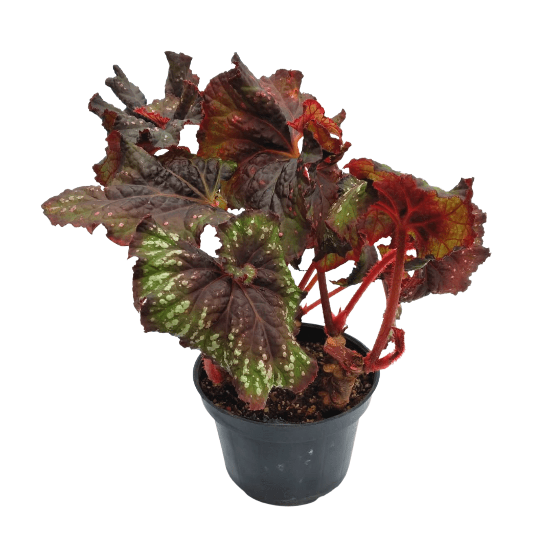 Begonia Rex - Vivo Interior