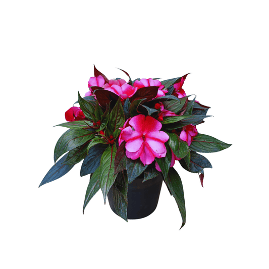 Belén Nueva Guinea - Vivo Interior